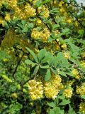 genus Berberis