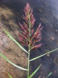 Phragmites australis. Соцветие в фазе колошения. Зап. Крым, между городами Саки и Евпатория, небольшой солёный водоём между Симферопольским шоссе и берегом моря. 31.08.2011.