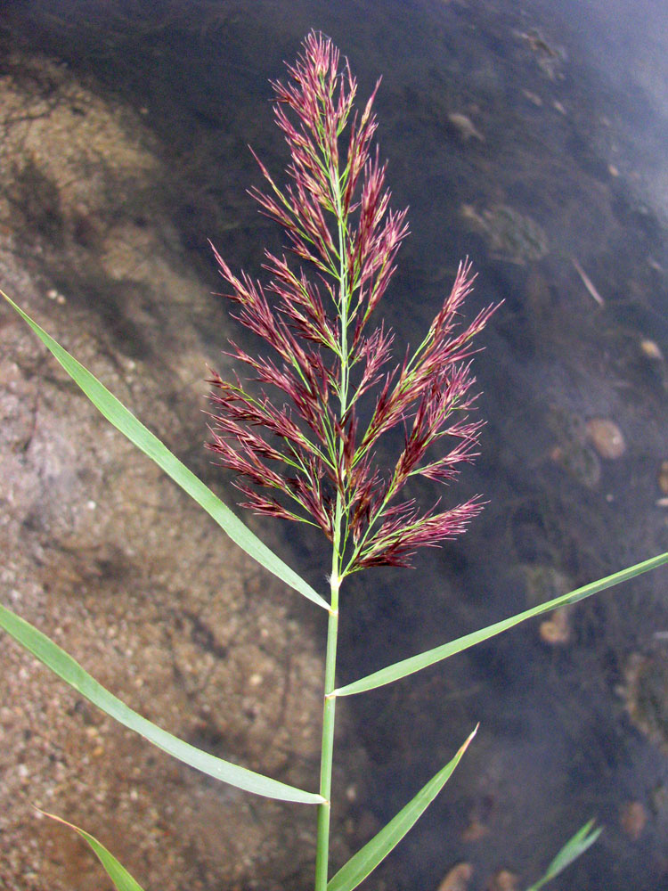 Изображение особи Phragmites australis.