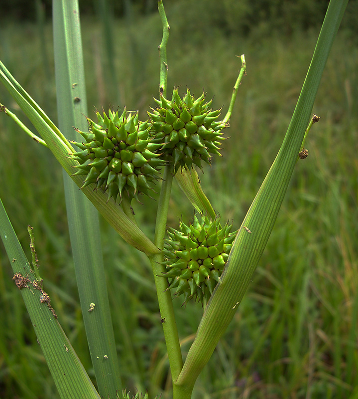 Изображение особи Sparganium erectum.