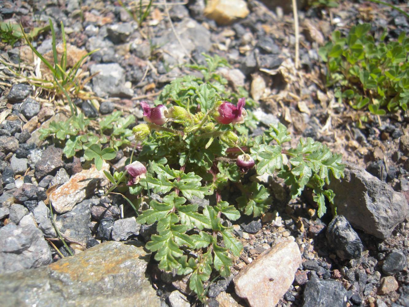 Изображение особи род Scrophularia.