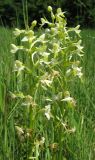 Platanthera × hybrida. Соцветия. Крым, Байдарская яйла, луговая поляна в лесу. 14 июня 2012 г.