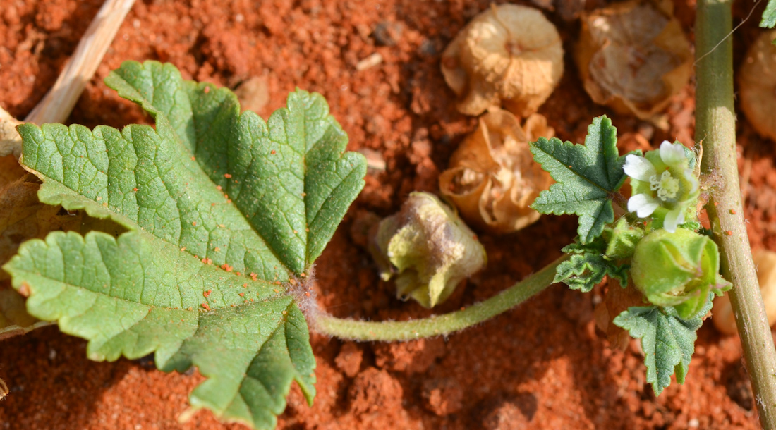 Изображение особи Malva parviflora.