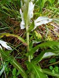 Cirsium heterophyllum. Часть стебля с листьями. Московская обл., Лотошинский р-н, окр. дер. Савостино. 06.07.2012.