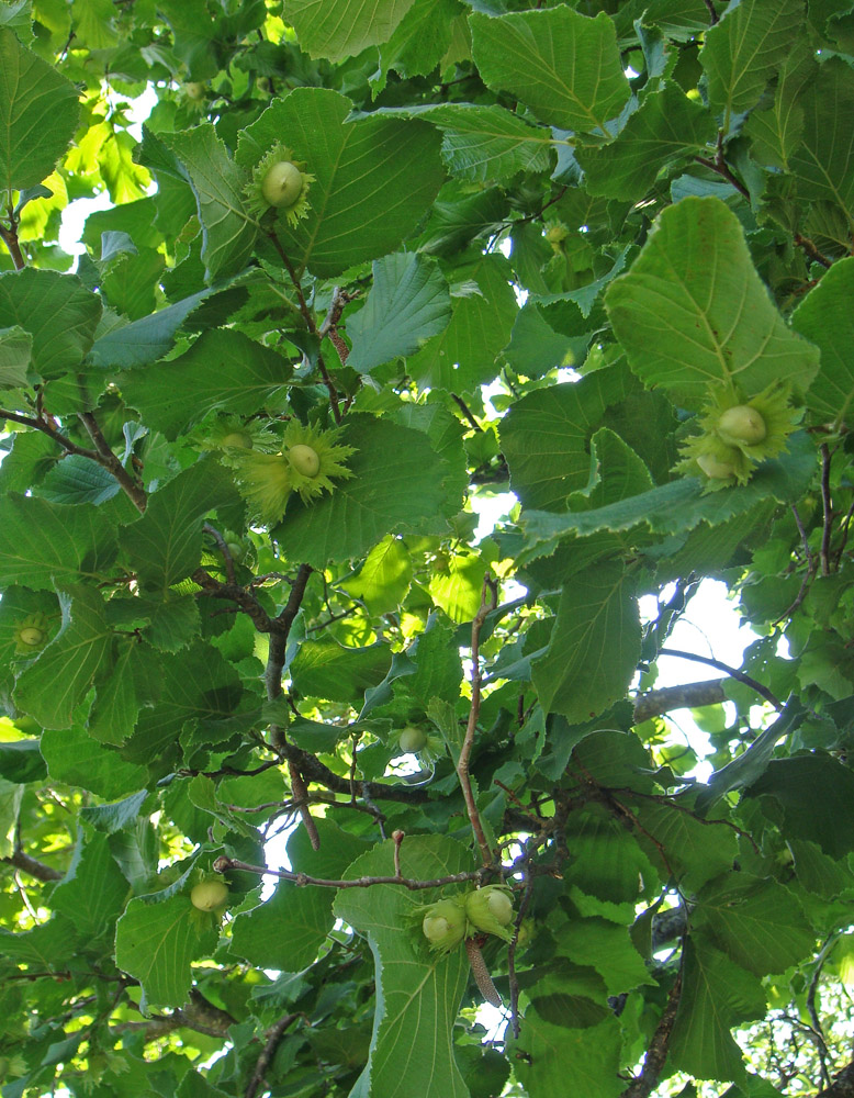 Image of Corylus avellana specimen.