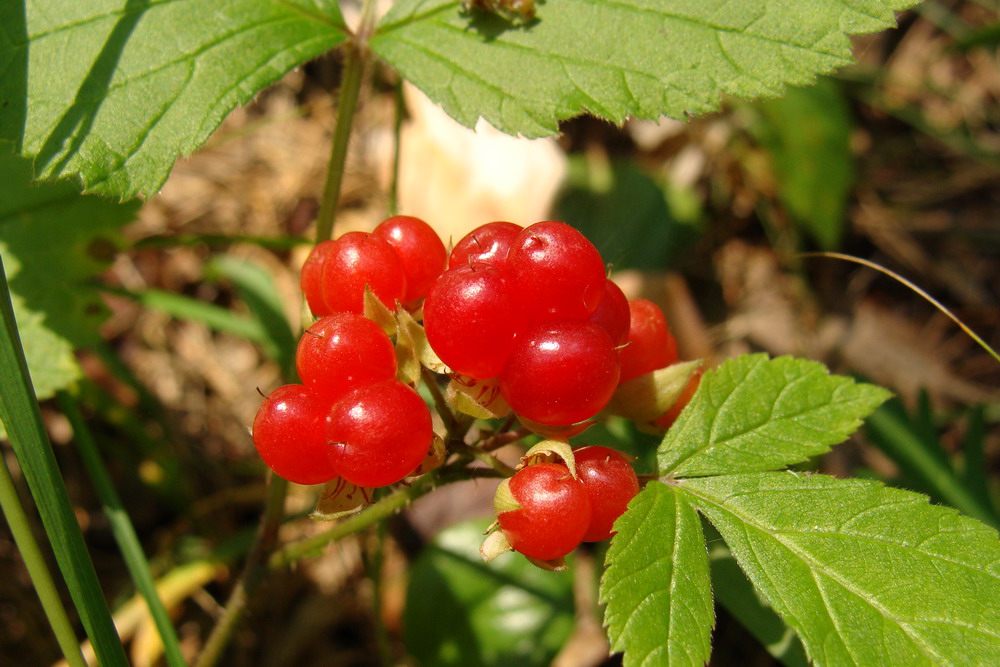 Image of Rubus saxatilis specimen.