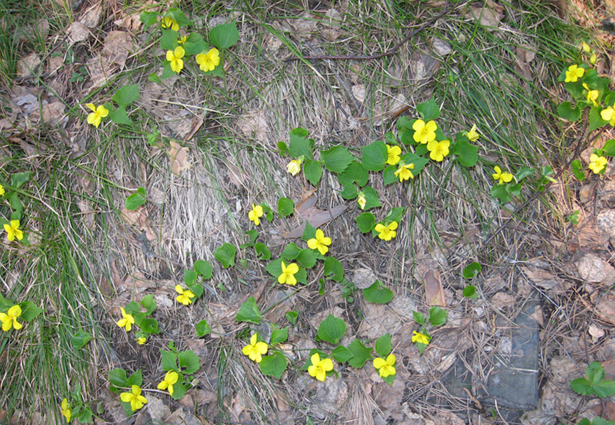 Image of Viola uniflora specimen.