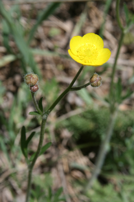 Изображение особи Ranunculus komarovii.