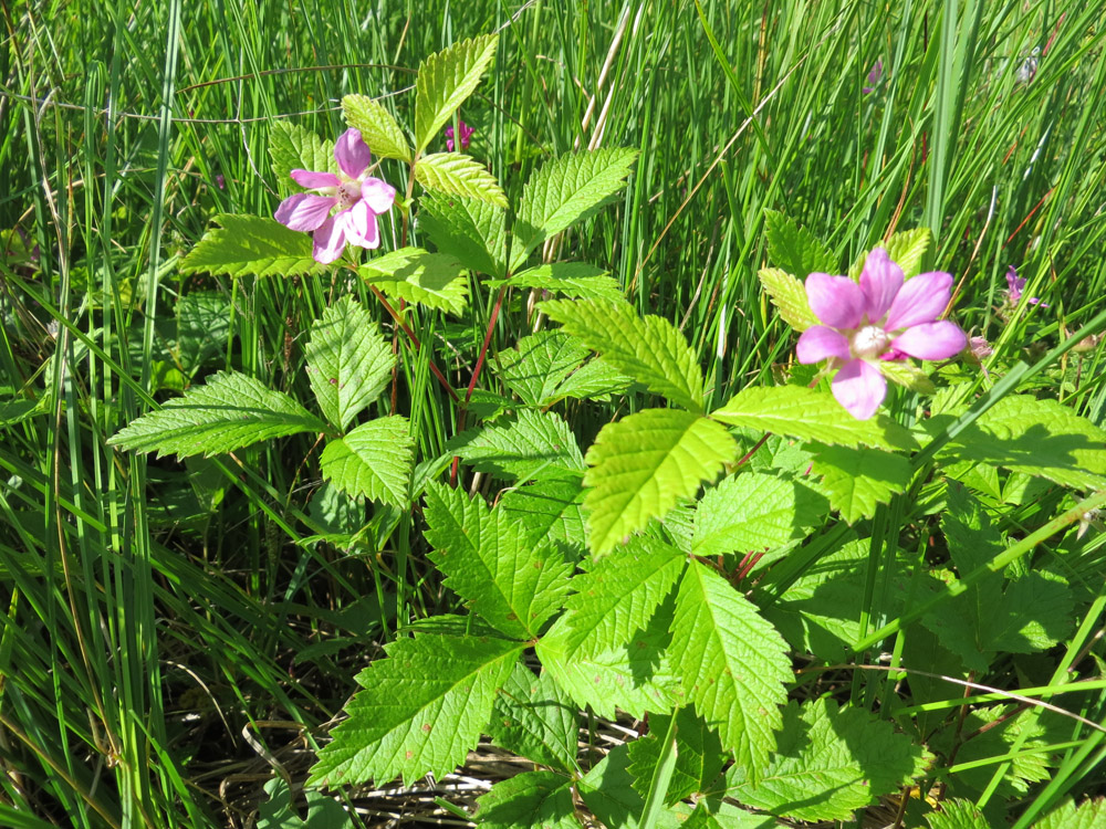 Image of Rubus arcticus specimen.