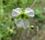 Alisma plantago-aquatica