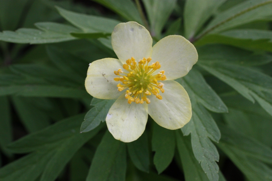 Изображение особи Anemone uralensis.