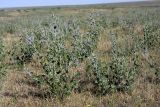 Psoralea drupacea