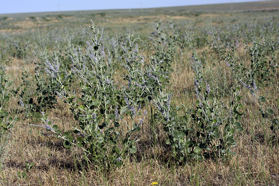 Image of Psoralea drupacea specimen.
