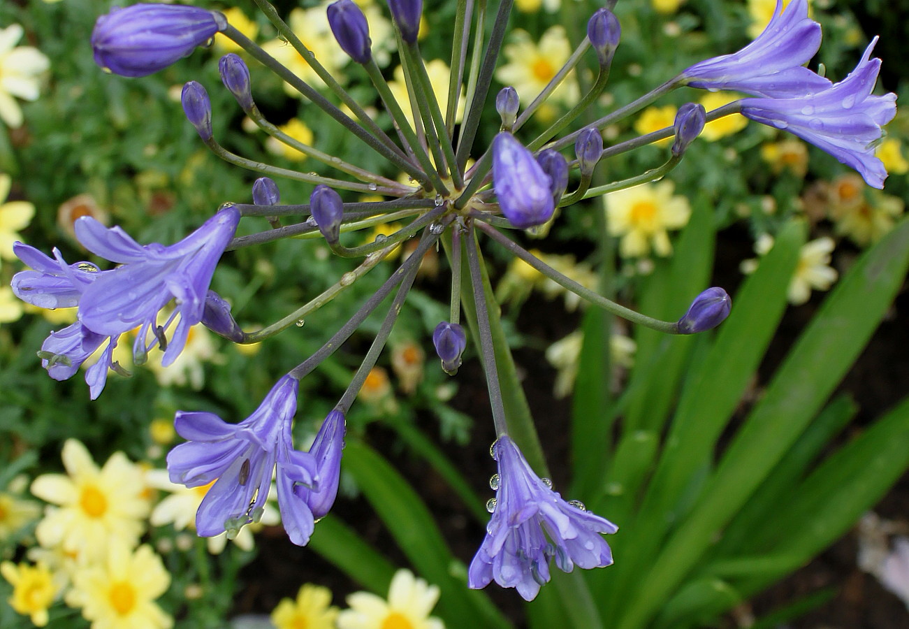 Image of Agapanthus africanus specimen.