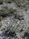 Matthiola fragrans. Цветущее растение в кальцефитной каменистой степи (среди Artemisia salsoloides и Scabiosa isetensis). Казахстан, Актюбинская обл., Кобдинский р-н, юго-западнее пос. Акраб; меловая гряда Ишкаргантау по правому борту долины р. Ишкарган; осыпной склон, меловой рухляк. 05.06.2012.