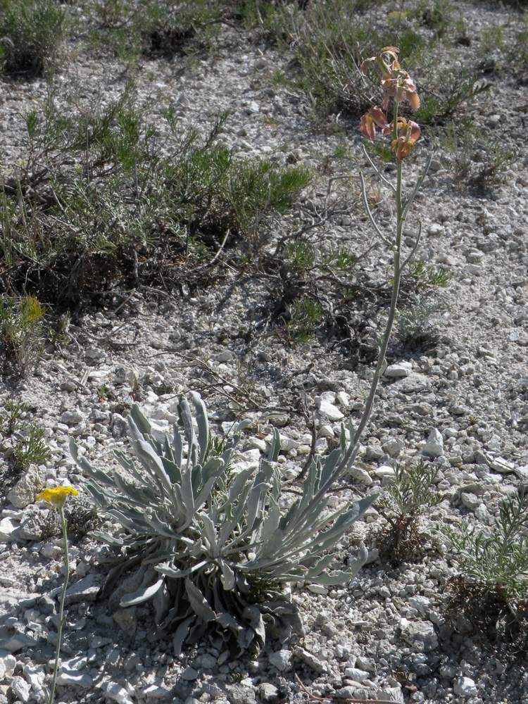 Image of Matthiola fragrans specimen.