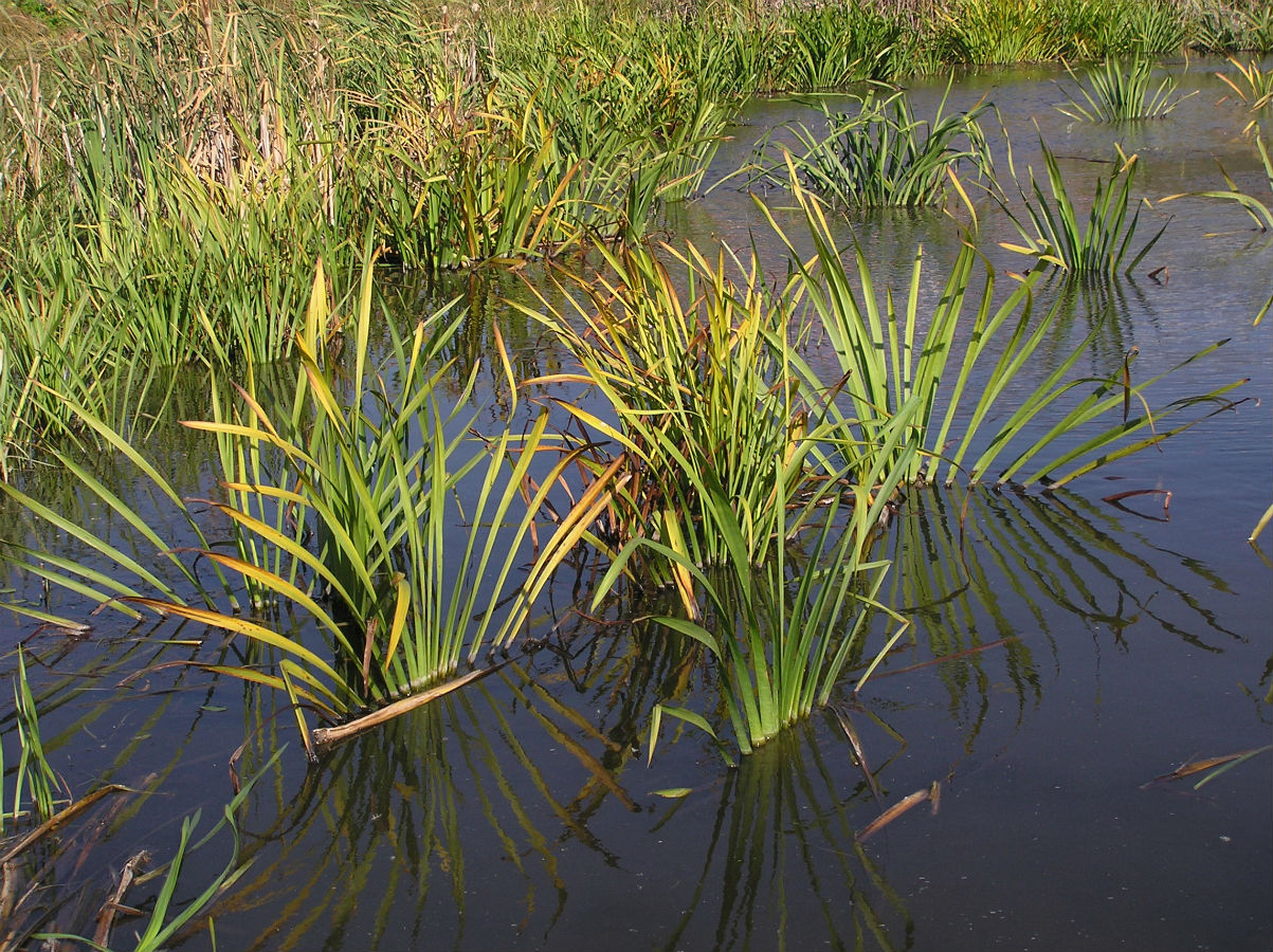 Image of Sparganium erectum specimen.