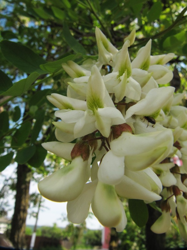 Изображение особи Robinia pseudoacacia.