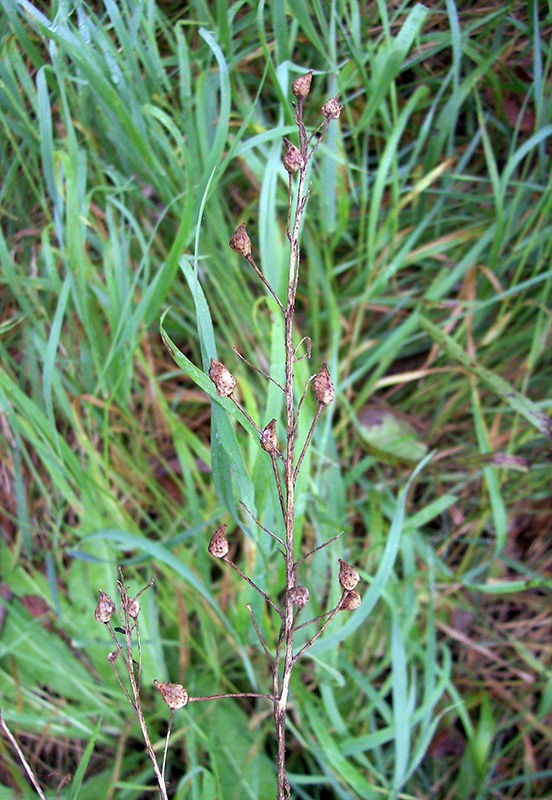 Image of Scrophularia nodosa specimen.