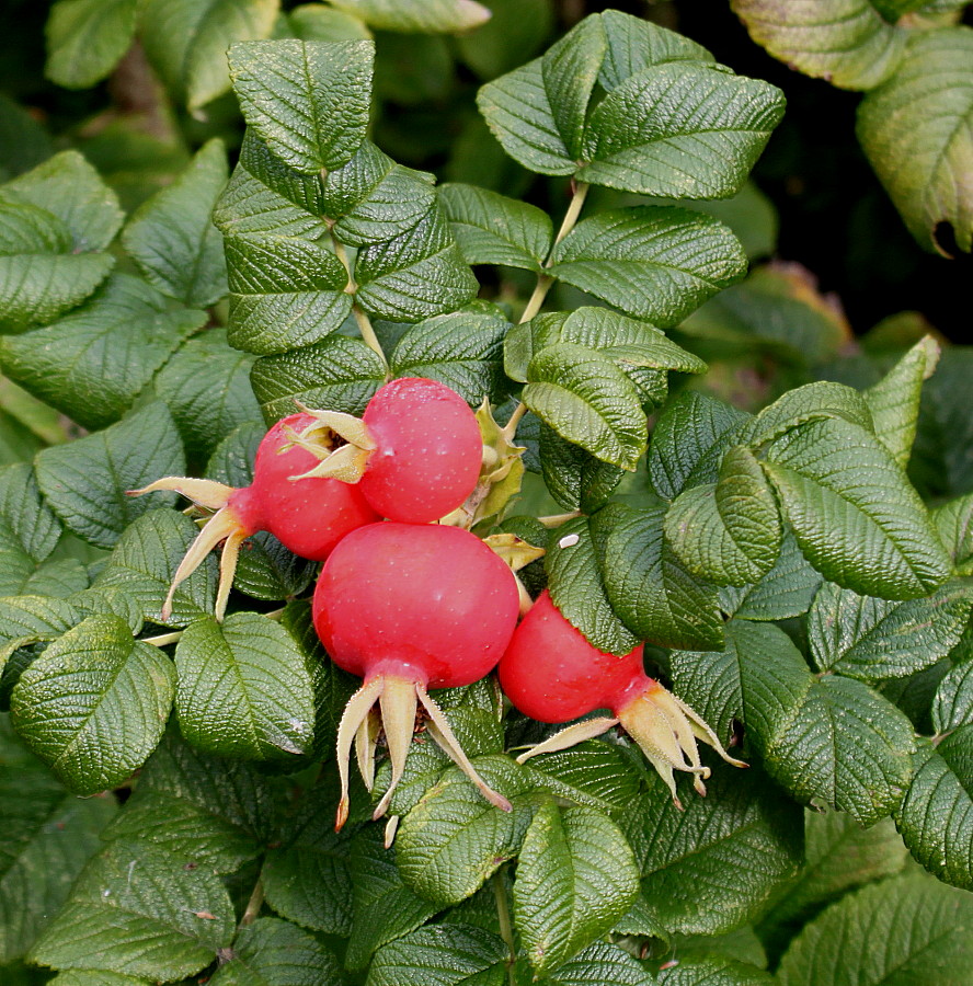 Image of Rosa rugosa specimen.