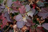 Hydrangea quercifolia. Верхушки побегов с листьями в осенней окраске и отцветшими соцветиями. Германия, г. Кемпен, в парке. 26.10.2012.