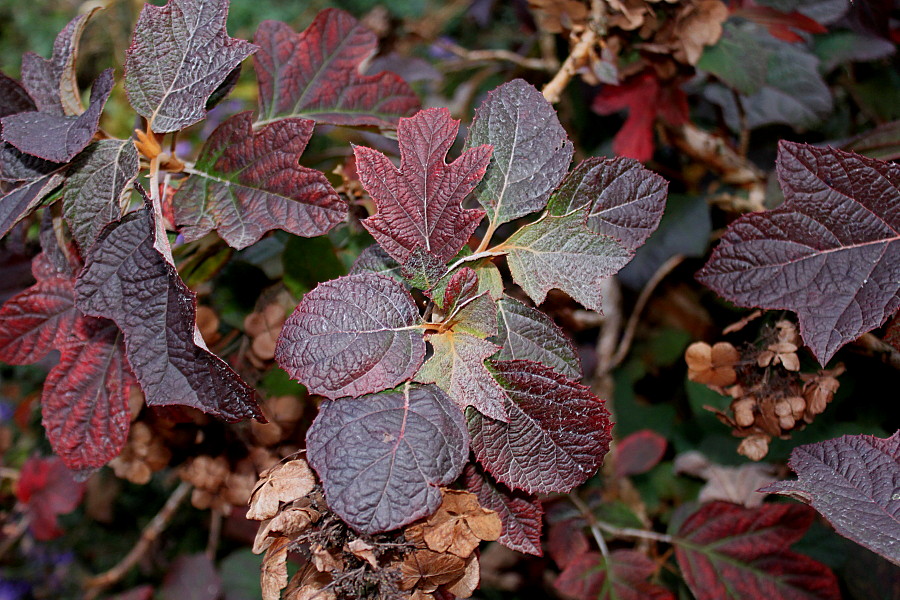 Image of Hydrangea quercifolia specimen.