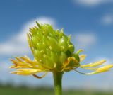Ranunculus cassubicus