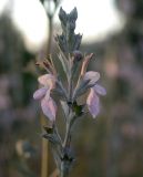 Teucrium creticum. Верхушка соцветия. Israel, Mount Carmel. 24.05.2006.