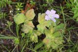 Geranium wlassovianum. Цветущее растение с повреждёнными листьями. Республика Бурятия, Баунтовский эвенкийский район, пос. Северный. 22.07.2012.