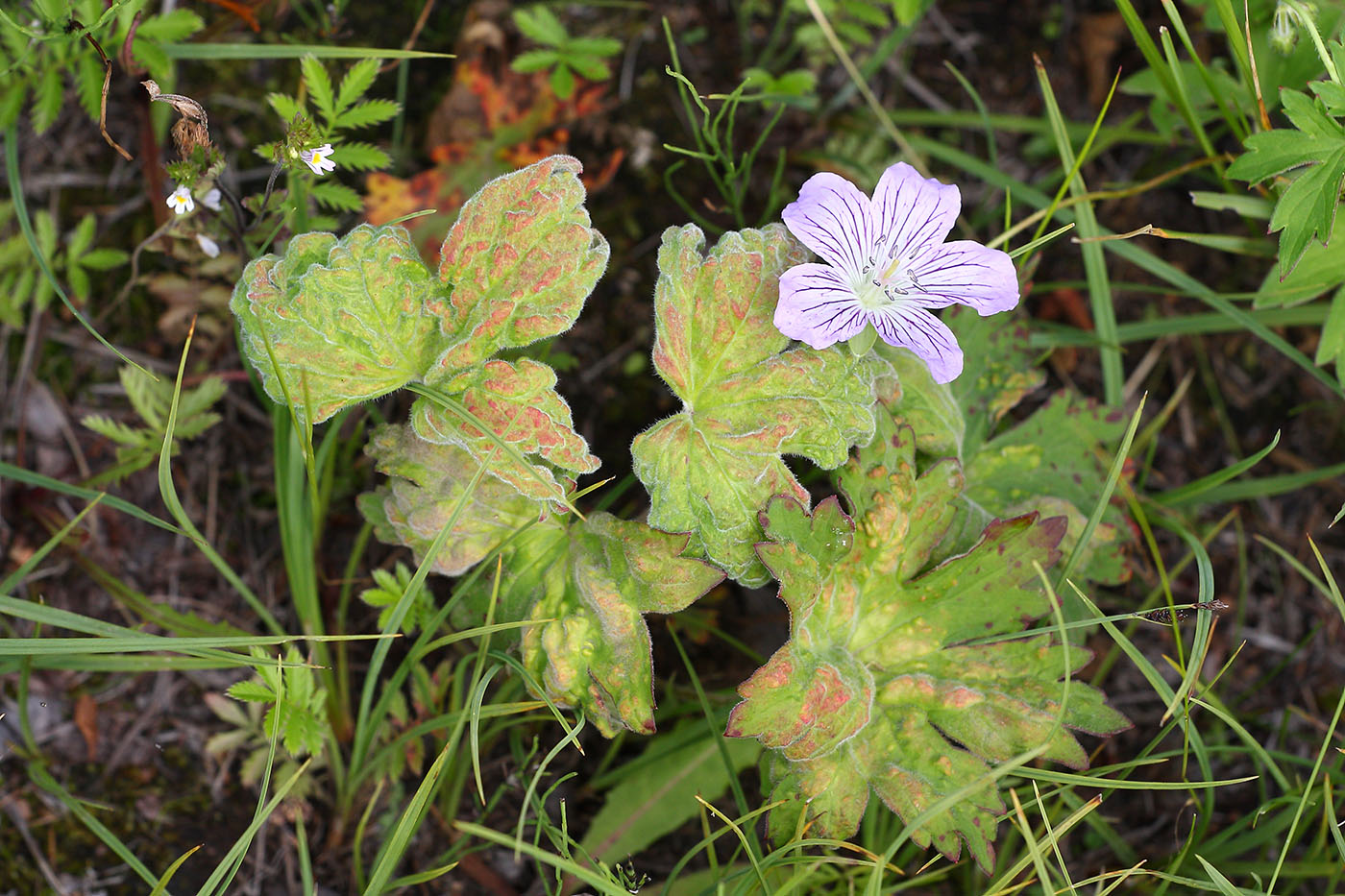 Изображение особи Geranium wlassovianum.