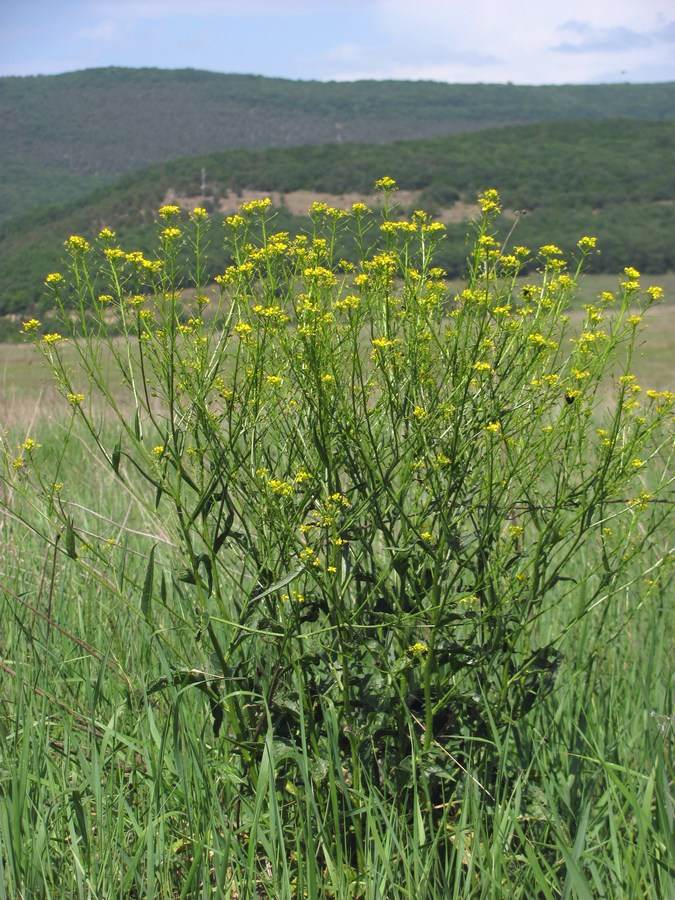 Image of Bunias orientalis specimen.