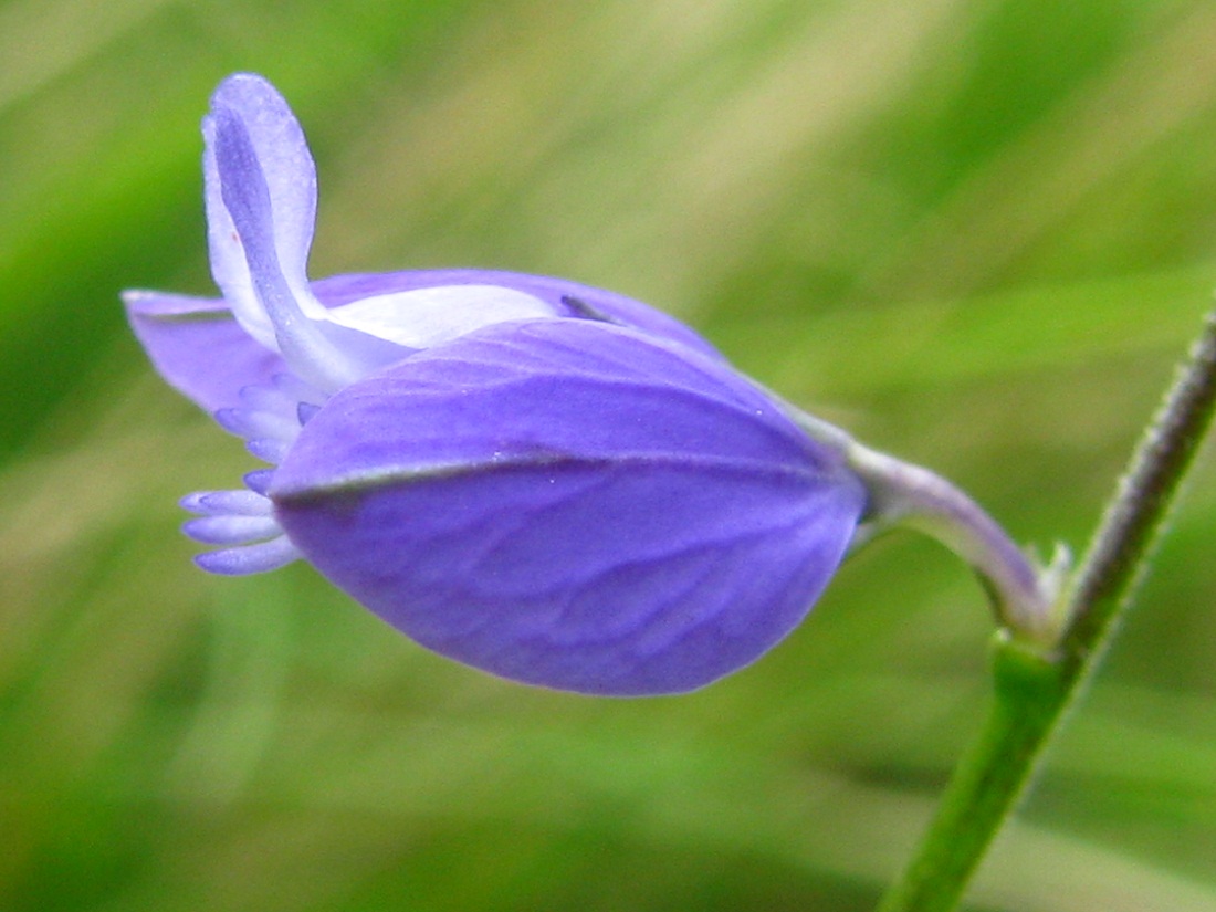 Изображение особи Polygala vulgaris.