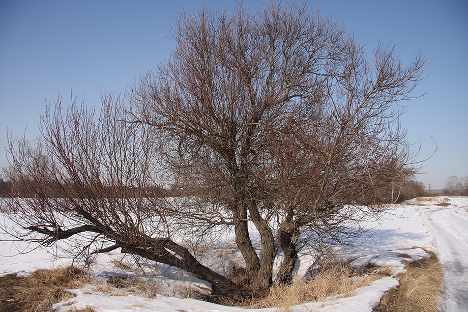 Image of genus Salix specimen.