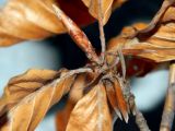 Fagus sylvatica. Часть веточки с почкой. Украина, г. Кривой Рог, ботанический сад. Январь 2013 г.