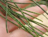 Casuarina equisetifolia. Побеги. Израиль, Северный Негев, лес Лаав. 23.01.2013.