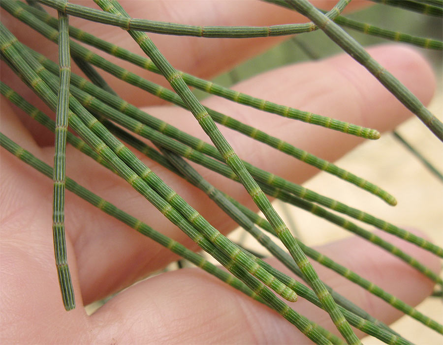 Изображение особи Casuarina equisetifolia.