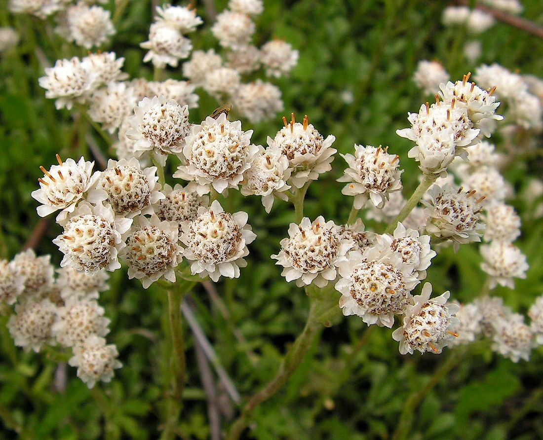 Изображение особи Antennaria dioica.