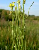 Erysimum canescens. Часть соплодия. Ростовская обл., Персиановская степь, окр. станицы Красюковская, верхняя часть склона правого коренного берега р. Грушевка. 28.05.2012.