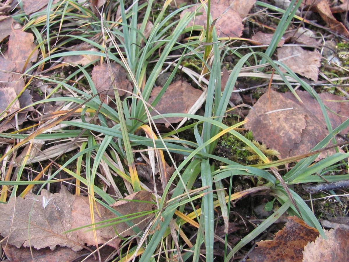 Image of Carex flacca specimen.