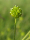 Ranunculus acris. Плод. Украина, Тернопольская обл., Кременецкий р-н, г. Почаев, возле небольшого озера. 02.06.2012.