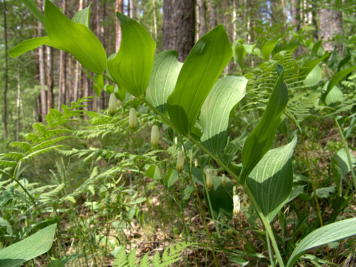 Image of Polygonatum odoratum specimen.