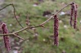 Corylus avellana