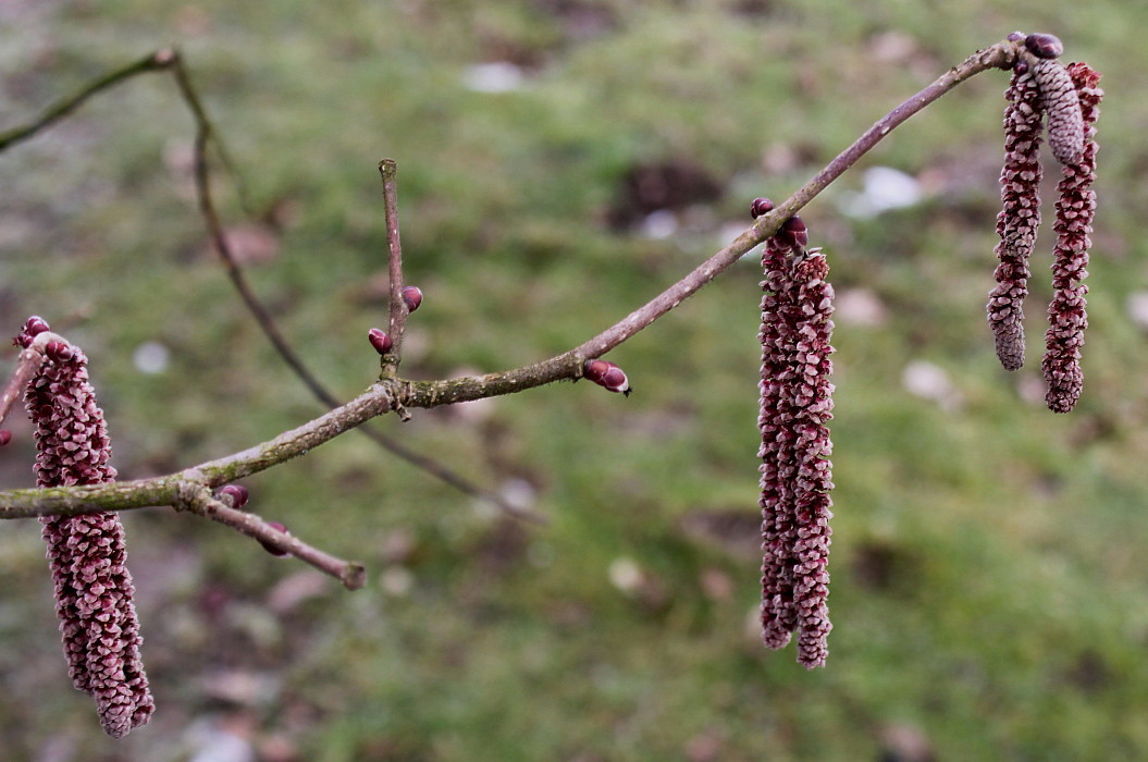 Image of Corylus avellana specimen.