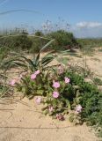 Silene littorea