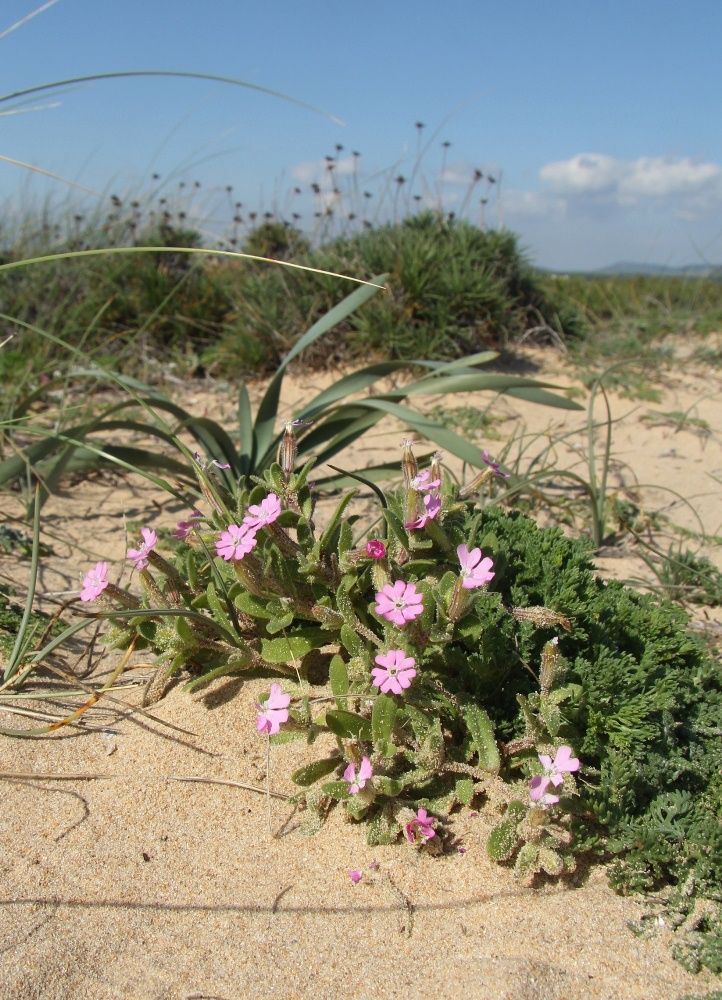 Изображение особи Silene littorea.