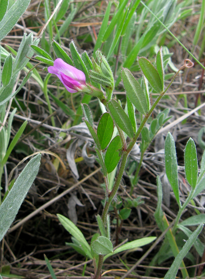 Image of genus Vicia specimen.