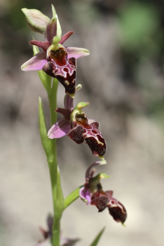 Изображение особи Ophrys × aghemanii.