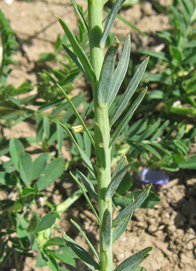 Image of Linum austriacum specimen.