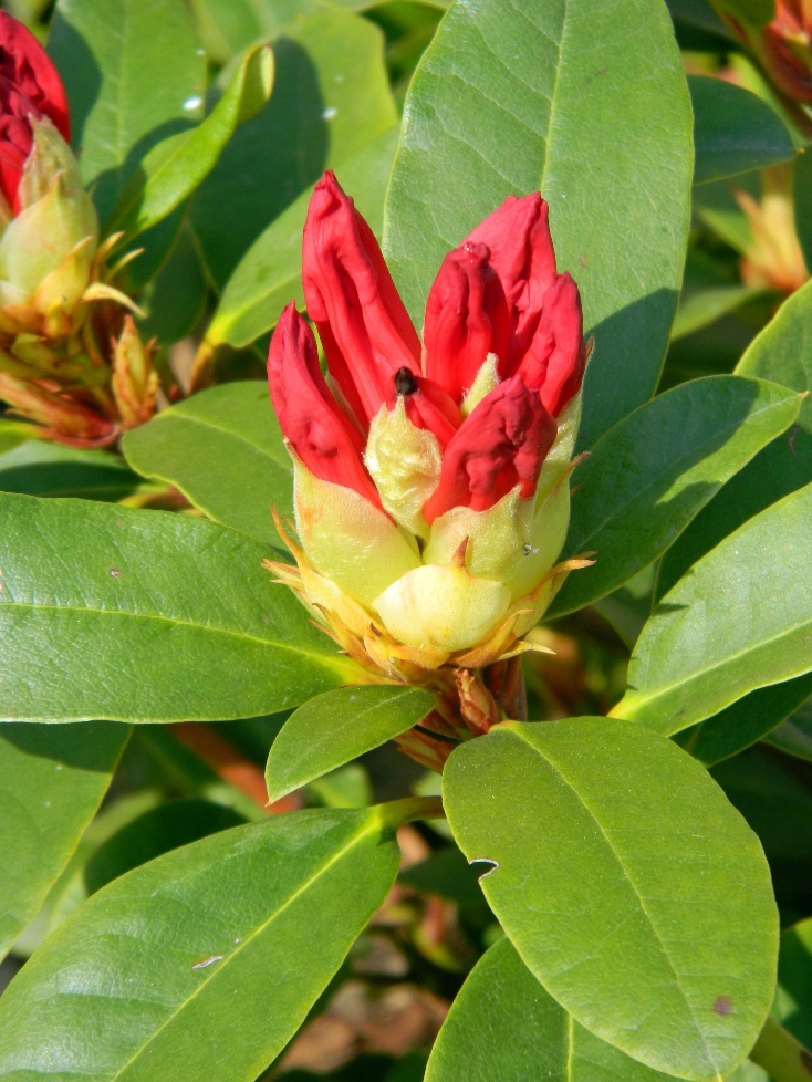 Image of genus Rhododendron specimen.