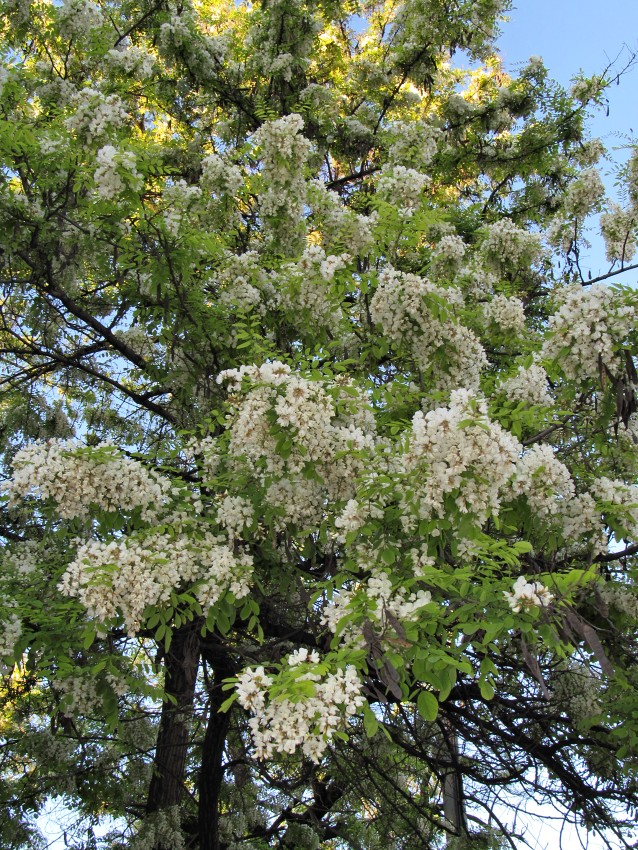 Image of Robinia pseudoacacia specimen.